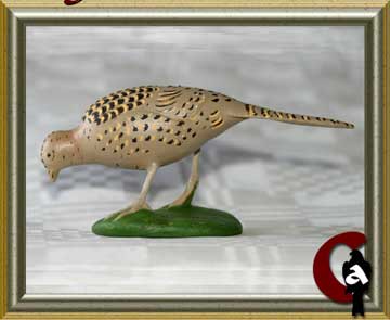 Ring necked pheasant - Phasianus colchicus